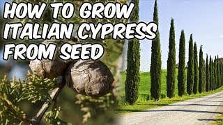 How To Grow Italian Cypress From SeedMediterranean CypressPencil Pine [upl. by Adnicaj884]