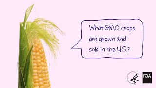 Agricultural Biotechnology What GMO Crops are Grown and Sold [upl. by Estevan990]