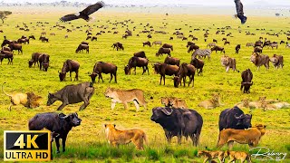 4K African Wildlife Queen Elizabeth National Park Uganda  Scenic Wildlife Film With African Music [upl. by Almira384]