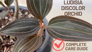 How to Care for Ludisia Discolor Orchid A Complete Guide for Jewel Orchid [upl. by Anaiq978]