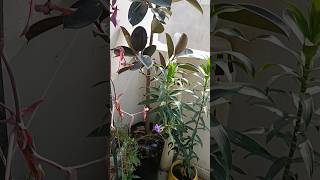 Beautiful plants  nature  viral short [upl. by Wystand]