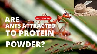 Are Ants Attracted To Protein Powder [upl. by Artemed]