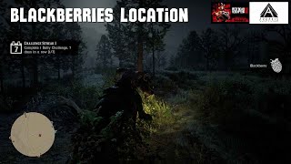 Red Dead Redemption 2 Blackberries Location [upl. by Lairret]