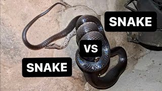 Insane Footage Boa Constrictor vs Mussurana in the Peruvian Amazon [upl. by Nol]