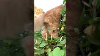 cat kitten cute cutecat pets meow persiancatfood cuteanimal catlover [upl. by Oninrutas]