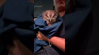 The Owl Rescued by Kindness 😍 [upl. by Serrell]