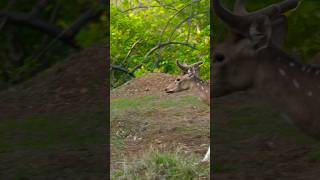 I saw this animal during a safari shorts wildlife [upl. by Kaitlin389]