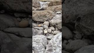 One of this years Fulmar Fulmarus glacialis fledglings [upl. by Atnoled]