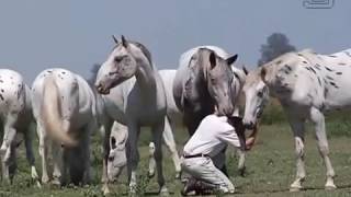 True Appaloosa  Trailer [upl. by Cormac]