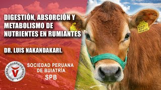 Digestión absorción y metabolismo de nutrientes en rumiantes [upl. by Orbadiah985]