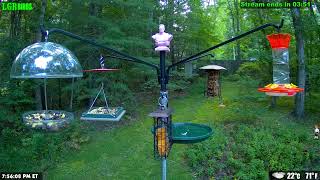 LGR Bird Feed  August 13 2024 [upl. by Nylaf]