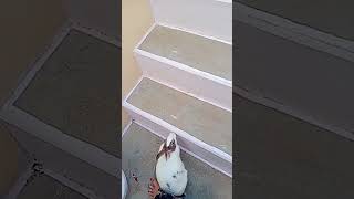 quotHoppy Hilarity Rabbits React to Funny Soundsquot [upl. by Laro939]