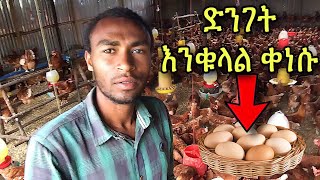 የዶሮ እርባታ ለጀማሪዎች  Doro Erbata In Ethiopia poultryfarming poultry [upl. by Anerehs]