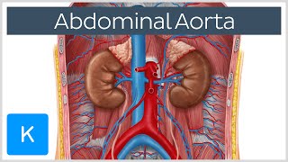 Abdominal Aorta  Branches and Anatomy  Human Anatomy  Kenhub [upl. by Eceerahs]