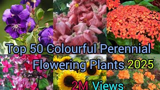 50 Colourful Perennial Flowering Plants In India With Names [upl. by Stilla]