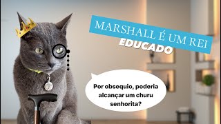 Marshall é um rei educado gatos gatosfofosgatofalante gatoquefala trigatos gatopasseando gat [upl. by Ainej969]