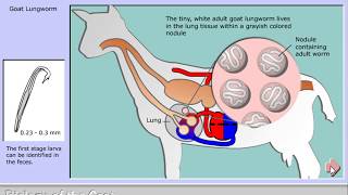 Life cycle of Muellerius capillaris  the goat lungworm [upl. by Kenweigh393]