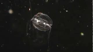 Comb jelly capturing small planktonic prey [upl. by Aihcrop]