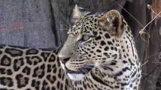 Ruaha Cats 2014 4K [upl. by Innaig]