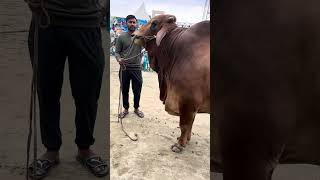 Biggest sahiwal bull  big bulls of Bangladeshits huge [upl. by Currey253]