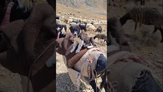 Dog and donkey best friend 🤩 🤩shortvideo shorts dog animals donkey keşfet akbaş 2024 trend [upl. by Lossa]