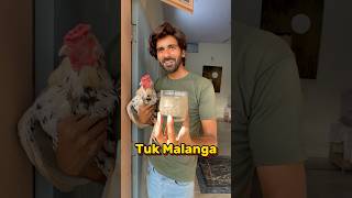 Tuk Malanga 🐓 P1 shorts youtubeshorts shortvideo viral aseel petcare [upl. by Armat]