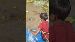 Village boy catching deshi fish by ucha net in Beel water uchanettrap trapfishing catchfish [upl. by Hallette]