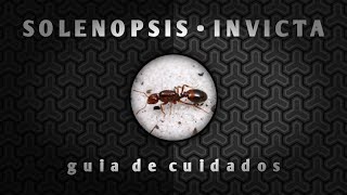 CUIDADOS DE LA SOLENOPSIS INVICTA Dominican Ants [upl. by Natlus526]