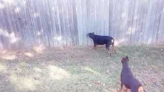 2 Dobermans barking at dog on other side [upl. by Aneg]