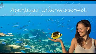 Abenteuer Unterwasserwelt Lernvideo für alle die neugierig sind 🐡 [upl. by Narmak]