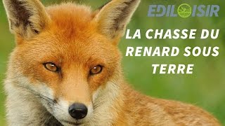 Renard  les secrets de la chasse sous terre [upl. by Elocin]