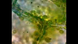 Práctica observación ciclosis Cellular cyclosis in Elodea canadensis [upl. by Zeph675]