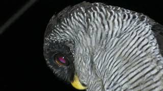 Blackandwhite Owl Strix nigrolineata [upl. by Islek]