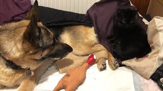 Reign the paralyzed German Shepherd shares bed with cute Kitty Holly IVDD Dog Diary Oct 15th 2024 [upl. by Aivila]