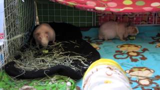 How To Tame Your Guinea Pigs Tips amp Tricks I Use [upl. by Sueahccaz]