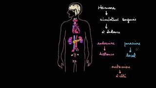 Introduction au système endocrinien [upl. by Atilef751]