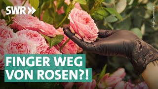 Blumen Gartenerde Zimmerpflanzen Voller Pestizide Torf und Schädlinge  Die Tricks SWR amp NDR [upl. by Branham]