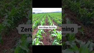 Zero tillage farming cultivation maize crop 🌾 agriculture plants [upl. by Sivatco]