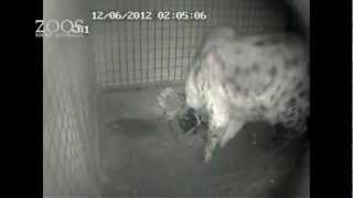 Spotted Hyena Kigali gives birth at Monarto Zoo [upl. by Zwart472]