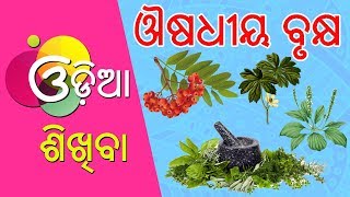 Odia Learning Videos  Learn Medicinal Plant Names  Odia Learning Videos  kuhuka kahani [upl. by Reifel]