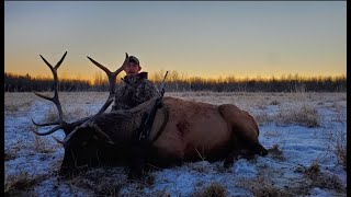 300 Weatherby Vs Bull Elk [upl. by Acihsay]