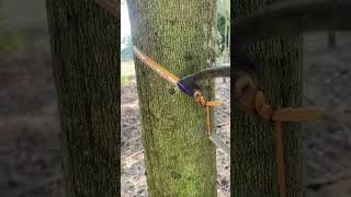 Working rubber tree🤠 rubberfarming satisfying rubberwood rubbertapping rubber rubbertree [upl. by Yanahc]