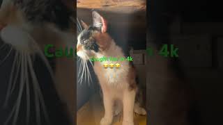 I caught her in 4k😂😂🐈cat funny [upl. by Amsaj]