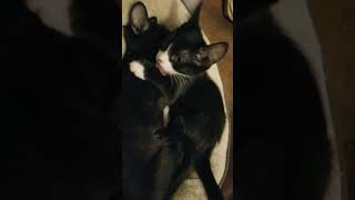 Stray street kittens siblings kissing cleaning grooming cute adorable love [upl. by Mercedes]