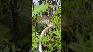 Barsat Mein garden viralvideo amazingnature youtubeshorts trending [upl. by Minny]