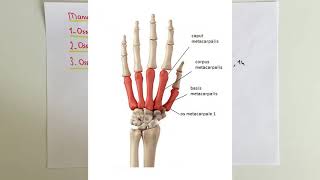 ANATOMİ10KONUÜst Ekstremite Manus [upl. by Supple]