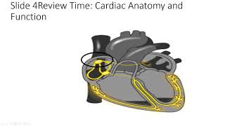 Excitation Contraction coupling and EKG [upl. by Publias790]