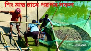 শিং মাছ চাষে পরপর সফল। netro farming [upl. by Dnalyr]