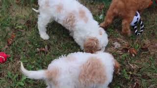 Cavapoo Puppies Playing SD 480p [upl. by Zumwalt455]