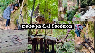 බබත් එක්ක  කන්නෙලිය වැසි වනාන්තරය  Kanneliya Rain Forest  Gallery viral srilanka galle [upl. by Weiner]